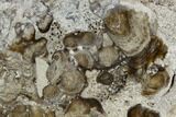 Polished Fossil Stromatolite (Chlorellopsis?) - Wyoming #123430-1